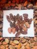 fermented-cocoa-beans-grade-a - ảnh nhỏ 3