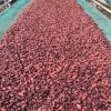 fermented-cocoa-beans-grade-a - ảnh nhỏ  1