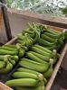 export-banana - ảnh nhỏ 4