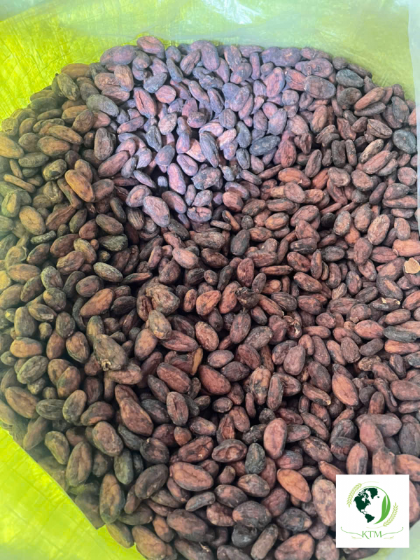 Why Craft Chocolate Makers are Switching from African to Vietnamese Cocoa Beans?