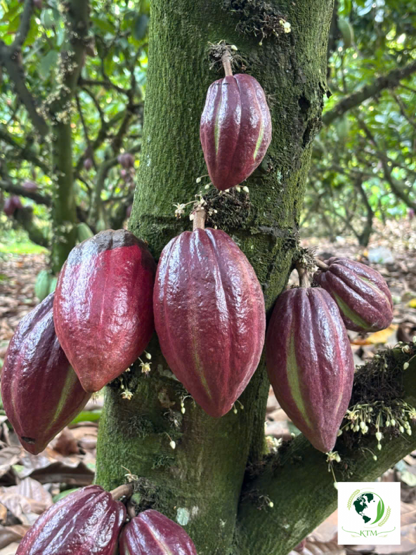 Calculating Total Cost of Ownership (TCO) in B2B Cocoa Procurement: Hidden Costs Exposed