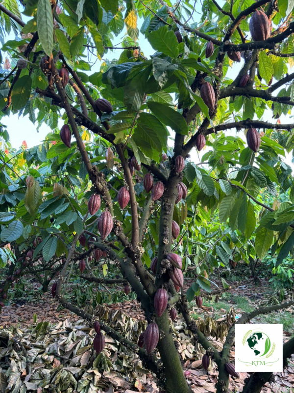 Single-Origin Dong Nai Cacao: Terroir, Soil Composition, and Flavor Profile